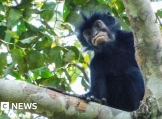 See: What we know about newly discovered monkey species