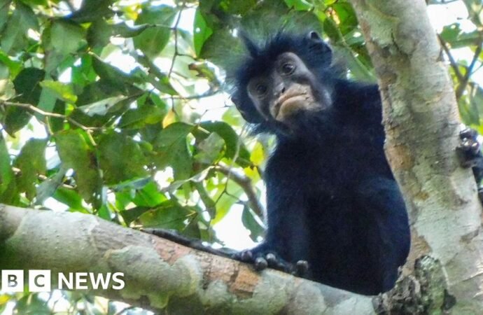 See: What we know about newly discovered monkey species