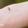See: Why are thousands of mosquitoes being released in Washington DC?