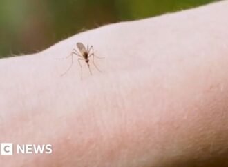 See: Why are thousands of mosquitoes being released in Washington DC?