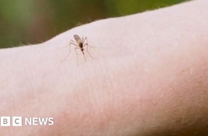 See: Why are thousands of mosquitoes being released in Washington DC?