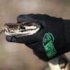 Snake hunters gather in Florida to kill invasive pythons and win $25,000 in prizes