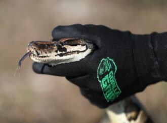 Snake hunters gather in Florida to kill invasive pythons and win $25,000 in prizes