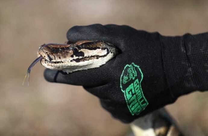 Snake hunters gather in Florida to kill invasive pythons and win $25,000 in prizes