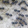 South Korea: Michelin-starred restaurateur faces jail for using ants as garnish