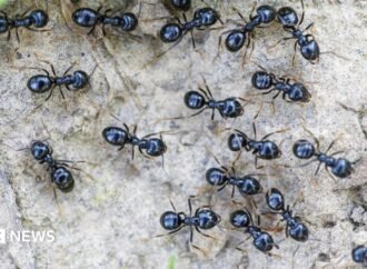 South Korea: Michelin-starred restaurateur faces jail for using ants as garnish