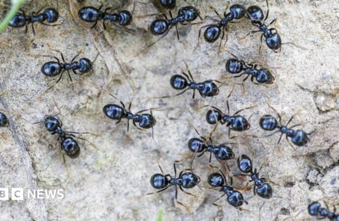 South Korea: Michelin-starred restaurateur faces jail for using ants as garnish