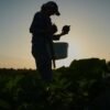 Specialized farmers adapt crops and protect crops from extreme heat