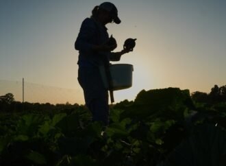 Specialized farmers adapt crops and protect crops from extreme heat
