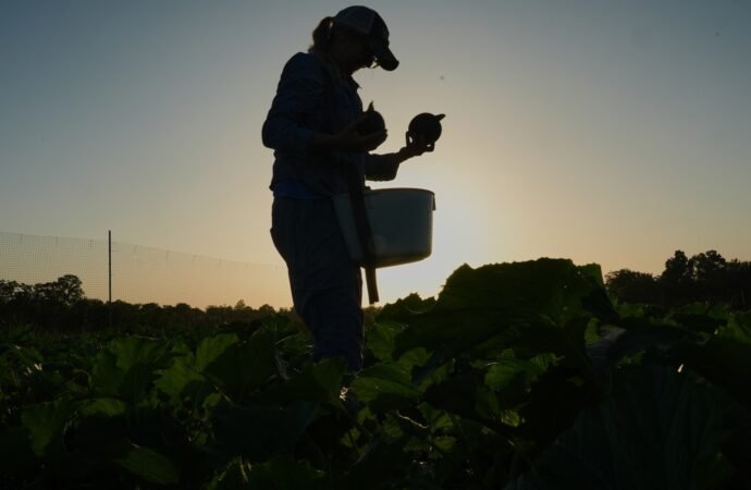 Specialized farmers adapt crops and protect crops from extreme heat
