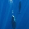 Sperm whales make bubbles to help them take a nap