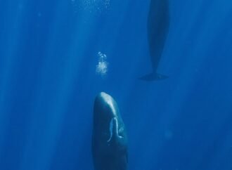 Sperm whales make bubbles to help them take a nap