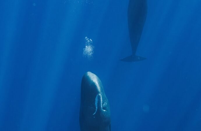 Sperm whales make bubbles to help them take a nap