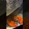 Super rare orange lobster molts at the New York Aquarium