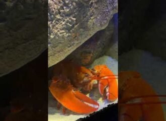 Super rare orange lobster molts at the New York Aquarium