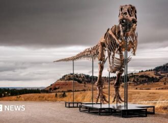 T. rex fossil could become the most expensive dinosaur ever sold