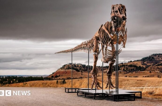 T. rex fossil could become the most expensive dinosaur ever sold
