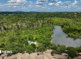 The Brazilian Amazon suffers a sharp decrease in the burned area in 2025