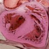 The heart has a “little brain” that protects against stress