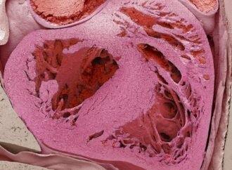 The heart has a “little brain” that protects against stress