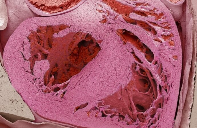 The heart has a “little brain” that protects against stress