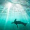 The video appears to show a person kicking a sea lion; federal officials investigating