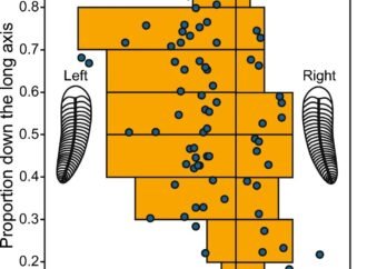 The world’s first right-hander could be this 550 million-year-old worm