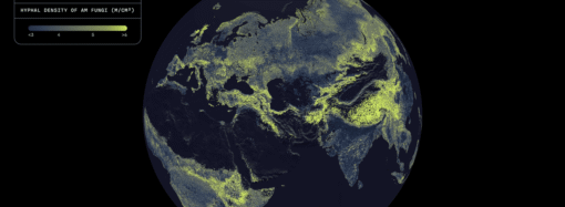 There is a global network of fungi under your feet. This is the first complete map