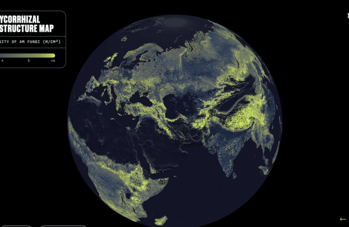 There is a global network of fungi under your feet. This is the first complete map