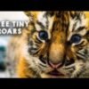 Three tiger cubs born in Kansas
