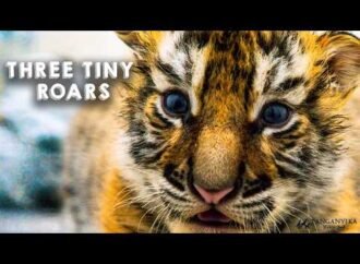 Three tiger cubs born in Kansas
