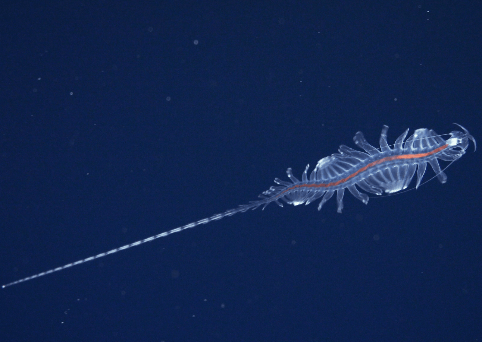 a translucent animal with many legs in the ocean