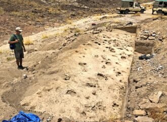 Toothed Human Ancestor May Have Traveled in All-Male Herds