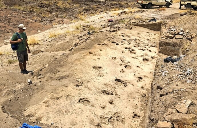 Toothed Human Ancestor May Have Traveled in All-Male Herds