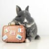 Travel app Hopper to pay $35 million in settlement with FTC for ‘unfairly’ charging hidden fees