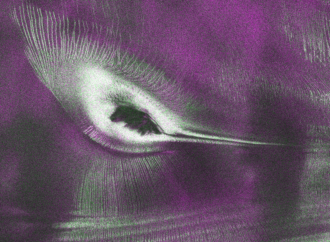 US-India satellite provides data, reveals ‘hummingbird’ in Antarctica – NASA