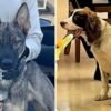 US officer charged after two police dogs died on hot patrol