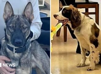 US officer charged after two police dogs died on hot patrol