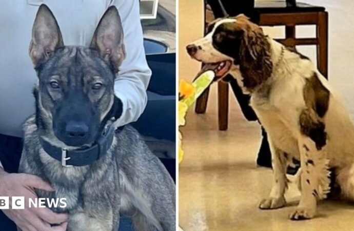 US officer charged after two police dogs died on hot patrol