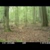 Watch bison protect their calf from a rare wolf attack in Poland
