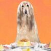 We make delicious homemade meals for ourselves. Why not do the same with our dogs?