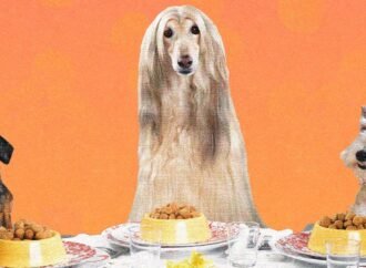 We make delicious homemade meals for ourselves. Why not do the same with our dogs?
