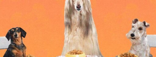 We make delicious homemade meals for ourselves. Why not do the same with our dogs?