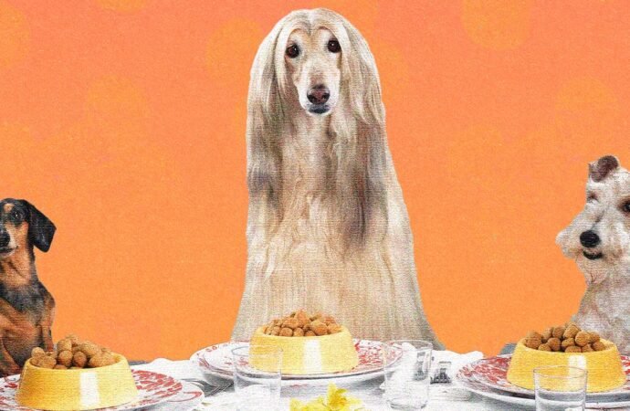 We make delicious homemade meals for ourselves. Why not do the same with our dogs?