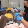 Why Jackie and Shadow’s House is the Ideal Place for Young Eagles