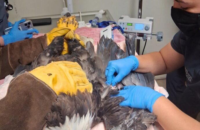 Why Jackie and Shadow’s House is the Ideal Place for Young Eagles