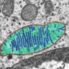 Why do astronauts’ bodies wear out? Space Station study points to mitochondria