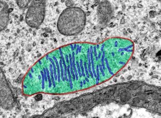 Why do astronauts’ bodies wear out? Space Station study points to mitochondria