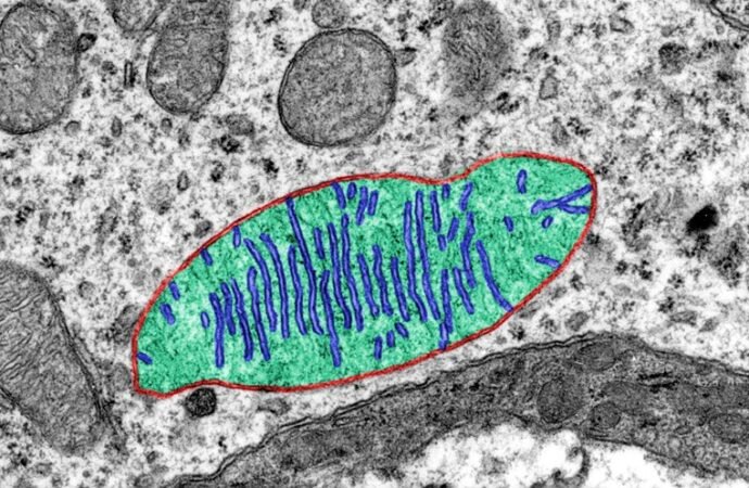 Why do astronauts’ bodies wear out? Space Station study points to mitochondria