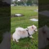 Why do dogs kick their hind legs after defecating and urinating?